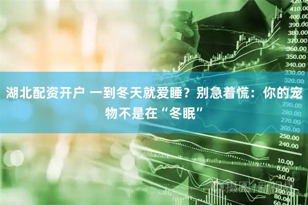 湖北配资开户 一到冬天就爱睡？别急着慌：你的宠物不是在“冬眠”